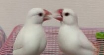 大げんかする2羽の文鳥→間にシャインマスカットを差し出したら……「忙しいｗｗｗ」　まさかの展開に「笑い止まらん」と570万表示