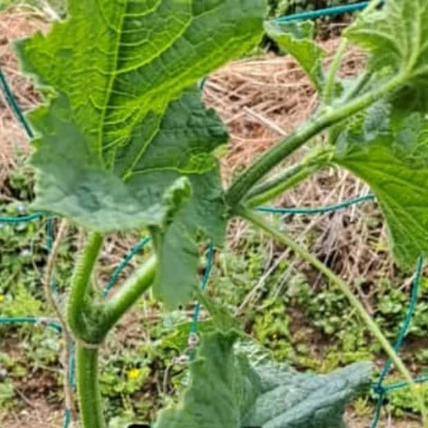【信じて切ってみて!】夏の「きゅうり」収穫量が倍増する方法が目からウロコ「勇気出して、やってみます!」「震える~」