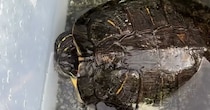 30年近くオスだと思って育ててきた亀さん　ふと水槽を見たらあるものを発見して……「ジェー娘ちゃん、頑張りましたね」「我が家も」