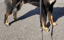 ←散歩中、「カッコいい！」と言われた犬　「かわいい」と言われた犬→　リアクションが完璧すぎる姿に「最高ですね」