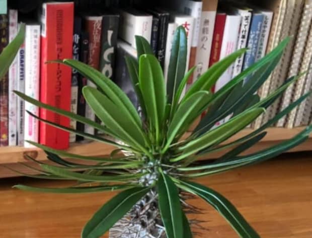 小さいポットに収まるミニ植物→8年後…… “バケモノ級”の姿に「えええー!!!!」「すげえ、、、」