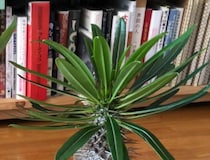 小さいポットに収まるミニ植物→8年後……　“バケモノ級”の姿に「えええー!!!!」「すげえ、、、」