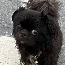 電車で見たら終わる「走ると『DEATH NOTE』になる愛犬」→衝撃の姿に「思った以上にリュークwww」「狂気感じる」
