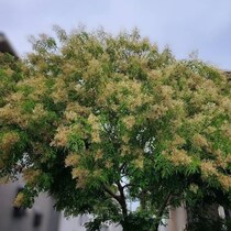 「庭にシマトネリコはよく考えろ！」数年後に後悔した“惨状”が44万表示「ほんとまじでヤバいです」「大変なことに」