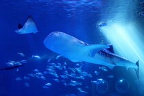 【関東在住者に聞いた】「行ってみたい日本の水族館」ランキング！　第2位は「鴨川シーワールド」、1位は？