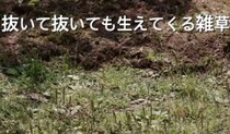 “草ボウボウ”の荒れた庭→15年後……　夫婦の努力が生んだ“驚がくの大変身”に「アイデアに脱帽」「今の私に必要な動画」