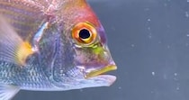 【画像】謎の生物の正体