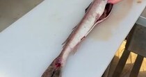 深海魚をさばいていたら……「世の中知らないことだらけ」　中から現れた“まさかの物体”に「AIで作ったと思われそう」
