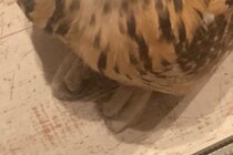 宅配のお兄さんに「変わった猫ですね」と言われたフクロウ→見てみると……　納得の姿に「これはネコ」「70％くらい猫なのでは？」