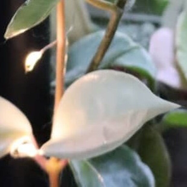 5年間おんなじビジュアルだった観葉植物→突然……目を疑う大変身に「うわあぁぁ」「えー！知らなかった！」
