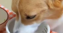 食事中の愛犬→おいしそうに食べてると思ったら……「これは間違いない」　まさかの光景が110万表示「前世人間かも」「お利口さんすぎる」