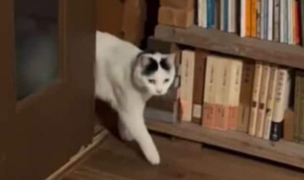 突然部屋に入ってきた猫→向かった先に飼い主「すごいな」 驚きの行動に「天才じゃ」「全てを悟っておられます」