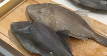 店員すら首をかしげる“謎の魚”→買ってみたら……　思わぬ光景に「初めて見ました」「海は面白いですね！」