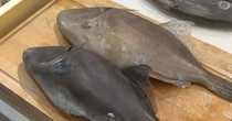 【動画】魚をさばく様子