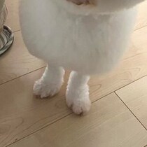 愛犬と動物病院へ→スタッフに突然撮影され……　診察後に渡されたものに飼い主爆笑「これは捨てられん」「咽込むほど笑いました」