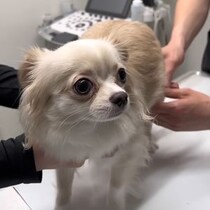 1歳のチワワが動物病院へ→レントゲンを撮ると……　胃の中に写った“異物”に「ゾッとしました」「涙が出ました」