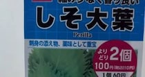 ダイソーのシソの種→ペットボトルで育てたら、112日後……　驚きの光景が176万再生「こんなに!!」「シソに見えない」