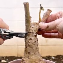 植物の太い幹をザックリ切断→超回復後の姿が30万再生「うわあああ！！」「夢がありますね～！」