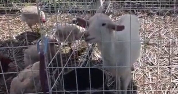 ヤギ1頭とニワトリ8羽で、除草対決させてみたら……「どっちだ!?」　まさかの結果に「面白い」と反響の声
