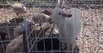 ヤギ1頭とニワトリ8羽で、除草対決させてみたら……「どっちだ!?」　まさかの結果に「面白い」と反響の声