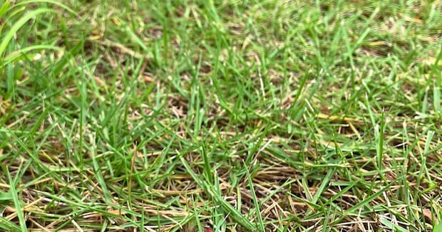 雨が降った後の庭→見に行くと……「やばいやつでは!?」　生えてきた“まさかのもの”に「こんなの見たことないよ」