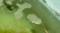“雨水”が入ったビオトープ→実は……　中で起こる“まさかの変化”に「全換水しちゃえばいい」