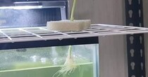 金魚が暮らす水槽にバジルを設置→「これは斬新」　衝撃の光景に「ちょwwwやめwwwwww」「おもろすぎる笑」