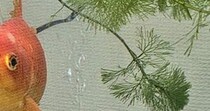 金魚の飼い主がイメチェンしたら……「おま…どしたｯｯ!?!?」　思わず二度見の“驚きの光景”が230万表示「えっ！」「どっちの意味？」