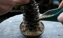 【動画】まるで森のような光景