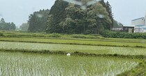 「田んぼにサギがたたずんでる」→近づいてみると……　予想を超えるまさかのオチに反響「何度騙されたことか」