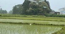 【画像】意外な正体