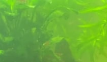 1カ月で真っ白に濁った水槽→中を見たら……　爆増していた“まさかの生物”に「ダンゴ虫みたい」「なんなのか気になる」