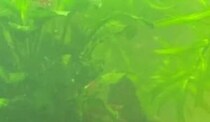 【画像】まさかの生物