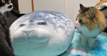 猫にあげたアザラシのぬいぐるみ→10日後……　発見された“別の生き物”に「笑った」「顔が変わった気がする」