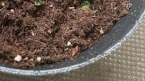 ダイソーの土に、スーパーのパックミントを植えたら→「1日でこれよ」　驚きの光景に「恐ろしい子」「すごい生命力」