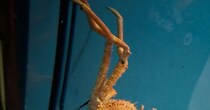 水族館のカニが抱えていたのは……「ファンサ神」　思わず二度見の“謎すぎる光景”に「筋トレかな」「ライオンキング思い出すなw」