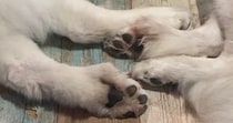 2匹の大型犬をふと見ると……「ほんとだ」　飼い主思わず胸キュンの“まさかの光景”に「なんか・・・」