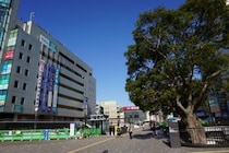 一番自慢したい「神奈川県の市区町村」ランキングTOP29！　第1位は「藤沢市」【2026年6月26日時点の途中結果】