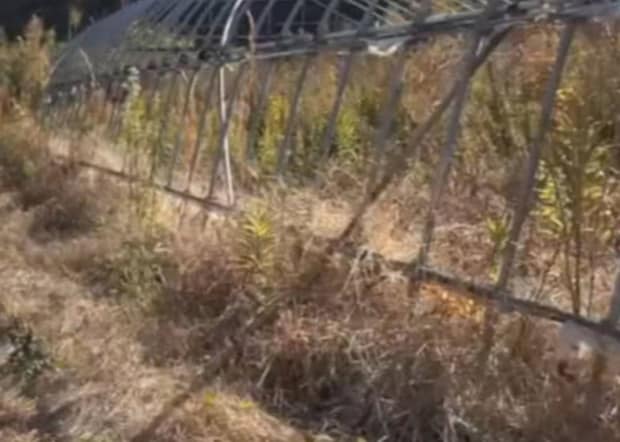 雑草まみれで放置された畑を1人で借りた女性→コツコツ整備して、2年後……「すげぇすげぇ！」　“衝撃の変化”に「たった2年とは」