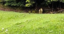 芝生に突如“ミステリーサークル”が発生……　驚きの正体に「ダンジョン飯で見たやつだ！」「異世界転生のチャンス？」