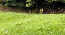 【画像】ミステリーサークルの正体は