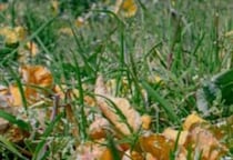 【画像】収穫後の畑に花束が