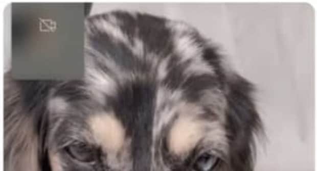 愛犬を母に預けたら「顔がパンパンに腫れた」と緊急連絡→見てみると……「歪んでますね」「なかなかないレアケース」「気が気じゃないですね」