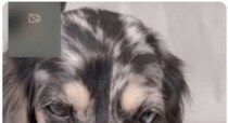 愛犬を母に預けたら「顔がパンパンに腫れた」と緊急連絡→見てみると……「歪んでますね」「なかなかないレアケース」「気が気じゃないですね」