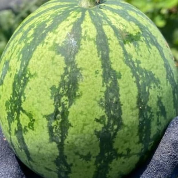 大事に育てた立派なスイカ→収穫後、切ったら……申し訳ないけど笑っちゃう断面に「こ、これはwww」「漬物に…」