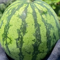 大事に育てた立派なスイカ→収穫後、切ったら……申し訳ないけど笑っちゃう断面に「こ、これはwww」「漬物に…」
