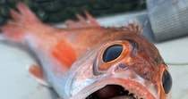 海で“のどぐろ”を釣り上げ、口の中を見たら……「なんかいる」　2130万表示の“衝撃の光景”に「これホンマビビる」　投稿者が明かした「まさかのその後」