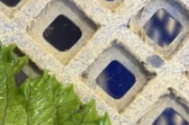 畑で取れた野菜を袋詰め→作業中見つけたのは……　紛れ込んだ“レア個体”に「初めて見ました」「ブラックジャックみたいでかっこいい」