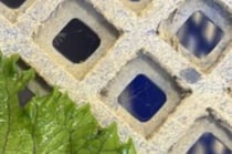 【画像】まれに発生する交雑種
