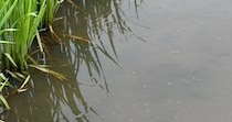 【画像】巨大ヘビのような生き物